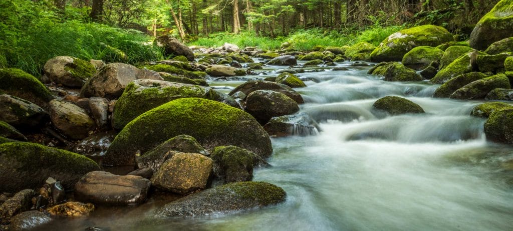 Mossy river